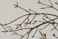 臺灣鐵杉藏品圖，第5張