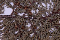 紅檜藏品圖，第3張