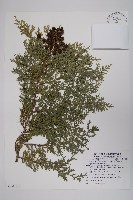 臺灣扁柏藏品圖，第1張