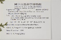 臺灣扁柏藏品圖，第2張