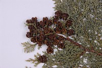 臺灣扁柏藏品圖，第3張