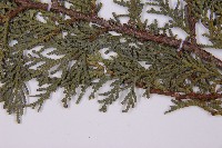 臺灣扁柏藏品圖，第4張