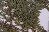 臺灣扁柏藏品圖，第5張