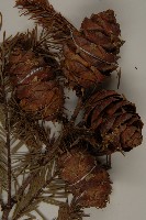 臺灣黃杉藏品圖，第3張