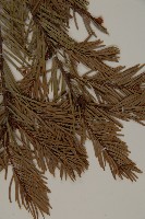 臺灣黃杉藏品圖，第4張