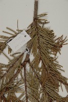 臺灣黃杉藏品圖，第5張