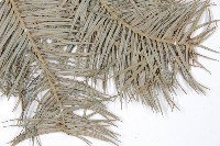 杉木藏品圖，第3張