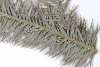 杉木藏品圖，第5張