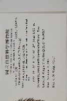 柳杉藏品圖，第2張