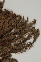 柳杉藏品圖，第3張