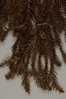 柳杉藏品圖，第4張