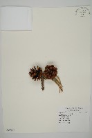 黑松藏品圖，第1張