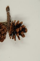 黑松藏品圖，第4張