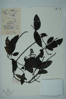 小葉買麻藤藏品圖，第1張