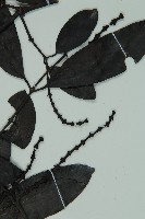 小葉買麻藤藏品圖，第3張