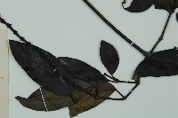 小葉買麻藤藏品圖，第4張