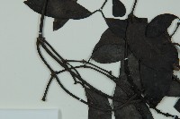 小葉買麻藤藏品圖，第5張