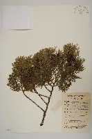 側柏藏品圖，第1張