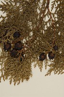 側柏藏品圖，第3張