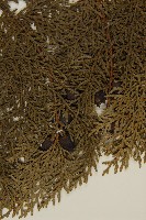 側柏藏品圖，第4張