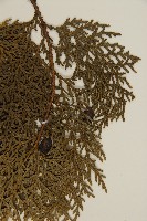 側柏藏品圖，第5張