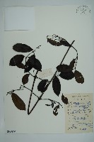 小葉買麻藤藏品圖，第1張