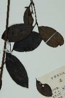 小葉買麻藤藏品圖，第3張