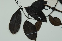 小葉買麻藤藏品圖，第4張