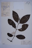 買麻藤藏品圖，第1張