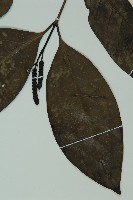買麻藤藏品圖，第4張