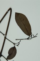 買麻藤藏品圖，第5張