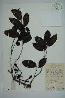 小葉買麻藤藏品圖，第1張
