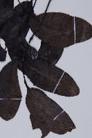 小葉買麻藤藏品圖，第3張
