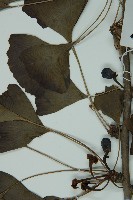 銀杏藏品圖，第4張