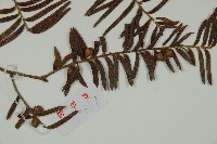 紅豆杉藏品圖，第4張