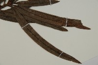 大葉羅漢松藏品圖，第3張