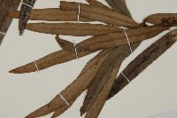 大葉羅漢松藏品圖，第4張