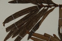 大葉羅漢松藏品圖，第5張