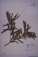 大葉羅漢松藏品圖，第1張