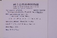 大葉羅漢松藏品圖，第2張