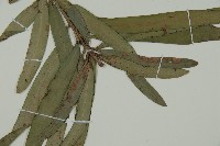 大葉羅漢松藏品圖，第3張
