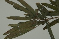 大葉羅漢松藏品圖，第4張