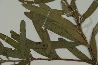 大葉羅漢松藏品圖，第5張