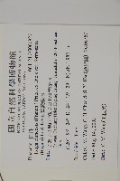 臺灣鐵杉藏品圖，第2張