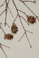 臺灣鐵杉藏品圖，第3張