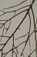 臺灣鐵杉藏品圖，第4張