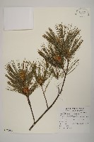 臺灣五葉松藏品圖，第1張