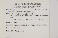 臺灣五葉松藏品圖，第2張