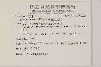 臺灣二葉松藏品圖，第2張