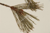 臺灣二葉松藏品圖，第3張